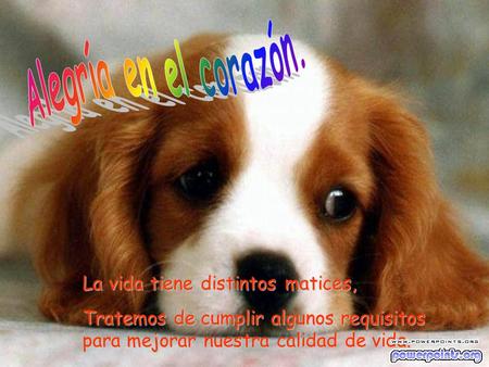 Alegría en el corazón. La vida tiene distintos matices,