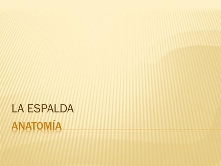 LA ESPALDA Anatomía.