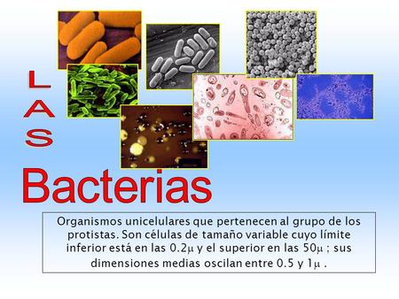 LAS Bacterias Organismos unicelulares que pertenecen al grupo de los protistas. Son células de tamaño variable cuyo límite inferior está en las 0.2m y.