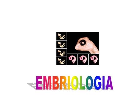 EMBRIOLOGIA.