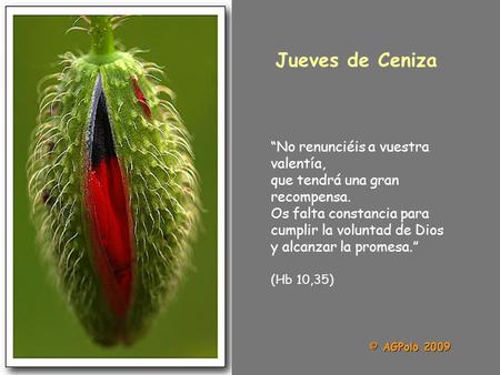 “No renunciéis a vuestra valentía, que tendrá una gran recompensa. Os falta constancia para cumplir la voluntad de Dios y alcanzar la promesa.” (Hb 10,35)