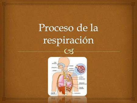 Proceso de la respiración
