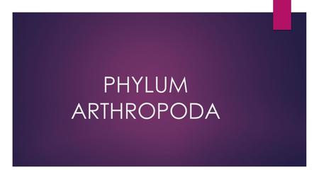 PHYLUM ARTHROPODA.