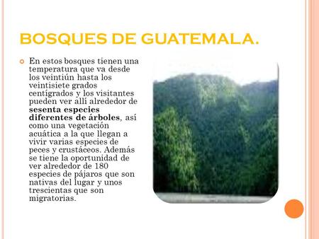 BOSQUES DE GUATEMALA. En estos bosques tienen una temperatura que va desde los veintiún hasta los veintisiete grados centígrados y los visitantes pueden.