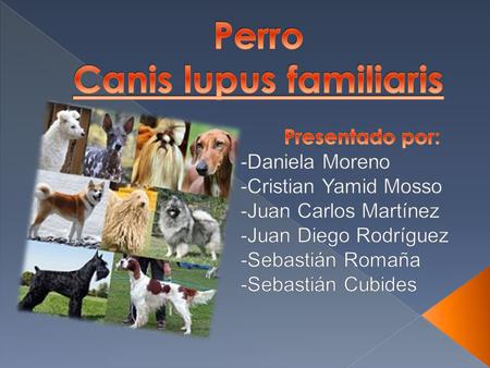 Perro Canis lupus familiaris