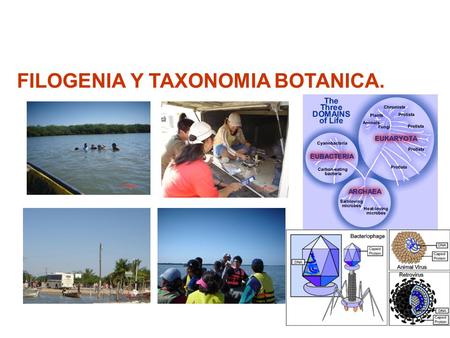 FILOGENIA Y TAXONOMIA BOTANICA.