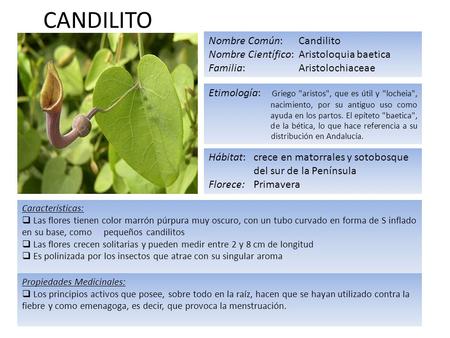CANDILITO Nombre Común:Candilito Nombre Científico:Aristoloquia baetica Familia:Aristolochiaceae Etimología: Griego aristos, que es útil y locheia,
