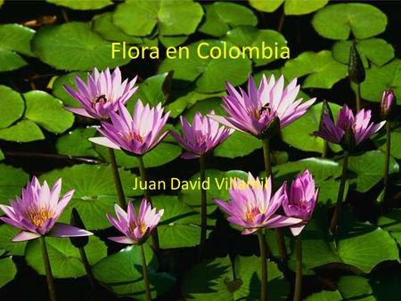 Flora en Colombia Juan David Villamil.