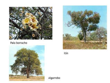 Palo borracho Itín Algarrobo. Yaguareté Oso Melero Pecarí del Chaco.