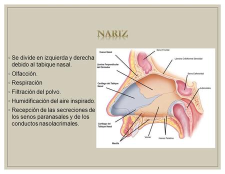 Nariz Se divide en izquierda y derecha debido al tabique nasal.