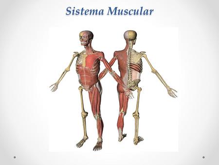 Sistema Muscular.