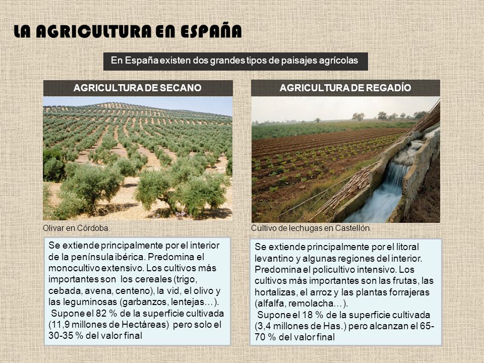 Agricultura De Regadio Ppt Descargar