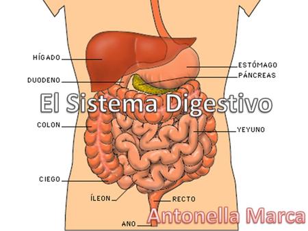 El Sistema Digestivo Antonella Marca.