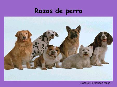 Razas de perro Nazaret Fernández Mesa..