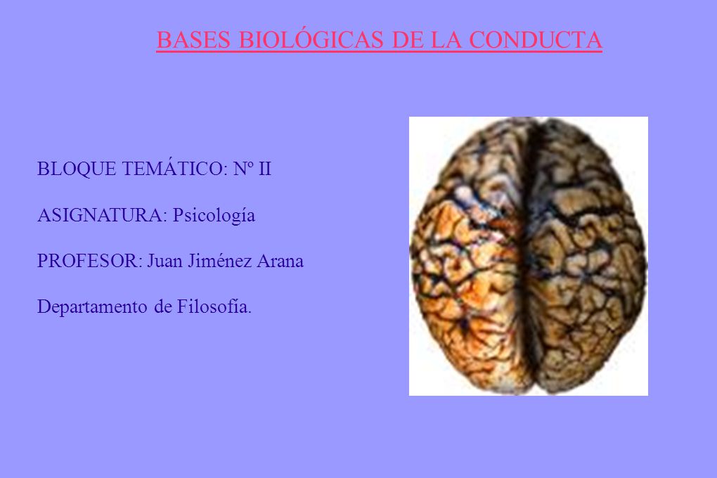 Bases Biológicas De La Conducta Ppt Descargar