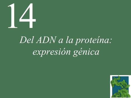 Del ADN a la proteína: expresión génica