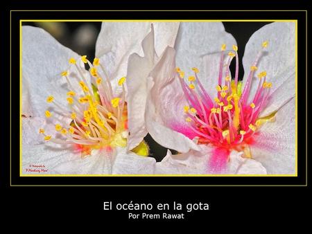 El océano en la gota Por Prem Rawat Hace poco, he estado hablando en muchos eventos en India diciendo que lo más importante que tenemos es esta existencia.