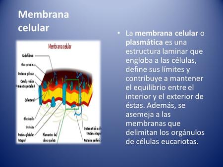 Membrana celular La membrana celular o plasmática es una estructura laminar que engloba a las células, define sus límites y contribuye a mantener el equilibrio.