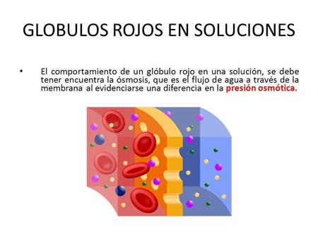 GLOBULOS ROJOS EN SOLUCIONES