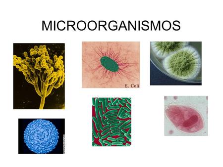 MICROORGANISMOS.