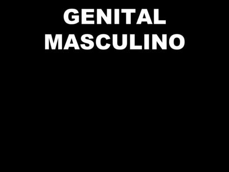 GENITAL MASCULINO.