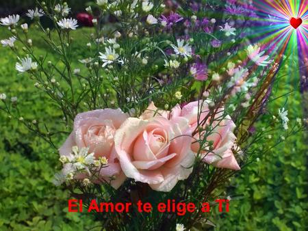 El Amor te elige a Ti.