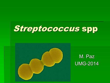 Streptococcus spp M. Paz UMG-2014.