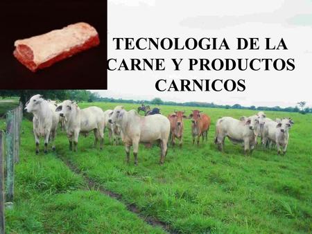 TECNOLOGIA DE LA CARNE Y PRODUCTOS CARNICOS