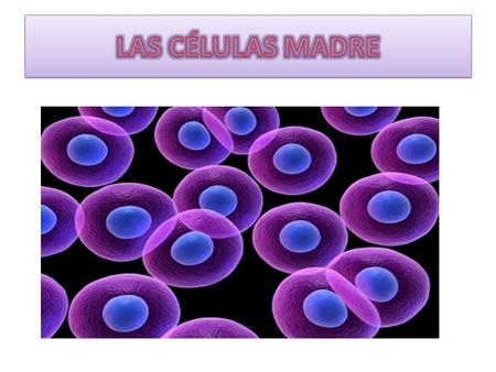 LAS CÉLULAS MADRE.