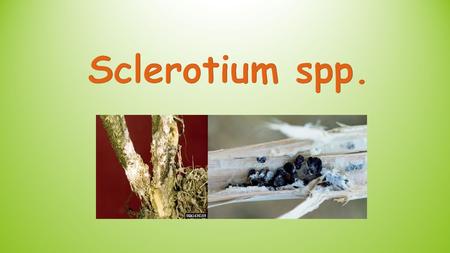 Sclerotium spp..