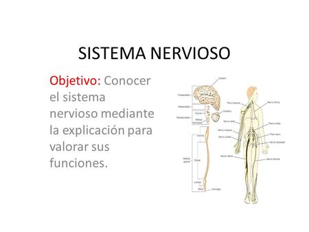 SISTEMA NERVIOSO Objetivo: Conocer el sistema nervioso mediante la explicación para valorar sus funciones.