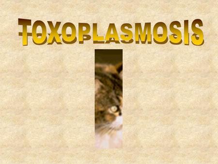 TOXOPLASMOSIS.