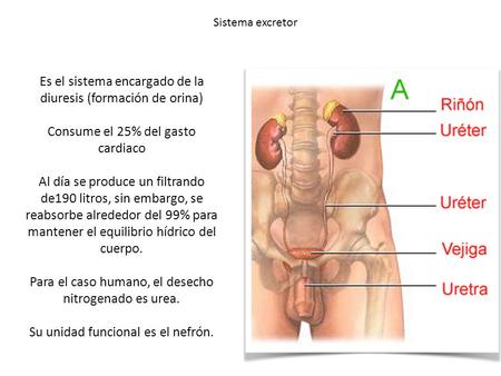 Es el sistema encargado de la diuresis (formación de orina)