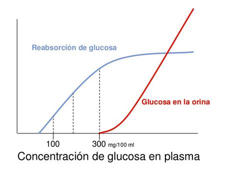 ¿Qué moléculas se filtran y cuáles no se filtran en el glomérulo?