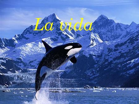 La vida.