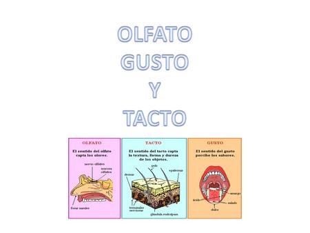 OLFATO GUSTO Y TACTO.