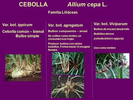 CEBOLLA Allium cepa L. Familia Liliáceas Var. bot. Viviparum