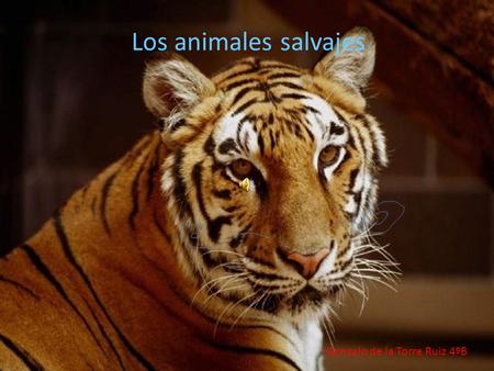 Los animales 2 Los animales salvajes La selba