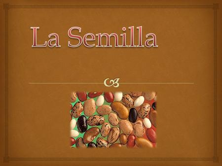 La Semilla es cada uno de los cuerpos que forman parte del fruto que da origen a una nueva planta,también contiene una fuente de alimento almacenado y.