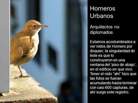 Horneros Urbanos Arquitectos no diplomados. Estamos acostumbrados a ver nidos de Hornero por doquier; la singularidad de éste es que lo construyeron en.