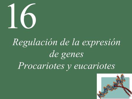 Regulación de la expresión de genes Procariotes y eucariotes