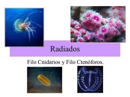 Filo Cnidarios y Filo Ctenóforos.