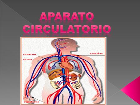 APARATO CIRCULATORIO.