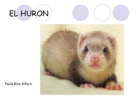 EL HURON Paula Ríos Alfaro.