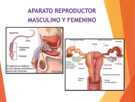 APARATO REPRODUCTOR MASCULINO Y FEMENINO