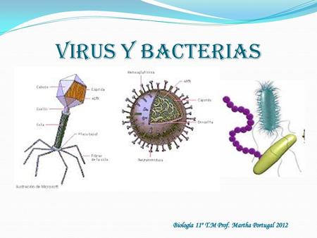 Virus y bacterias Biología 11º T.M Prof. Martha Portugal 2012.