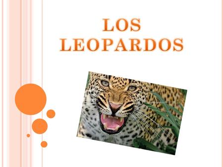 LOS LEOPARDOS.
