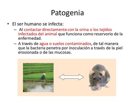 Patogenia El ser humano se infecta: – Al contactar directamente con la orina o los tejidos infectados del animal que funciona como reservorio de la enfermedad.