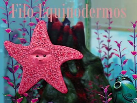 Filo Equinodermos.