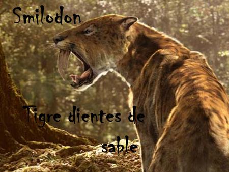 Smilodon Tigre dientes de sable.